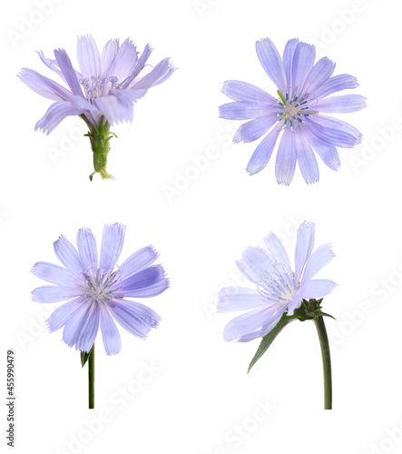 Beautiful tender chicory flowers on white background  collage