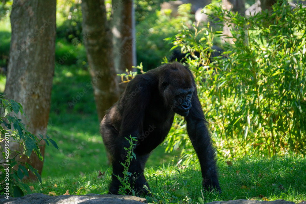 Naklejka premium Gorilla