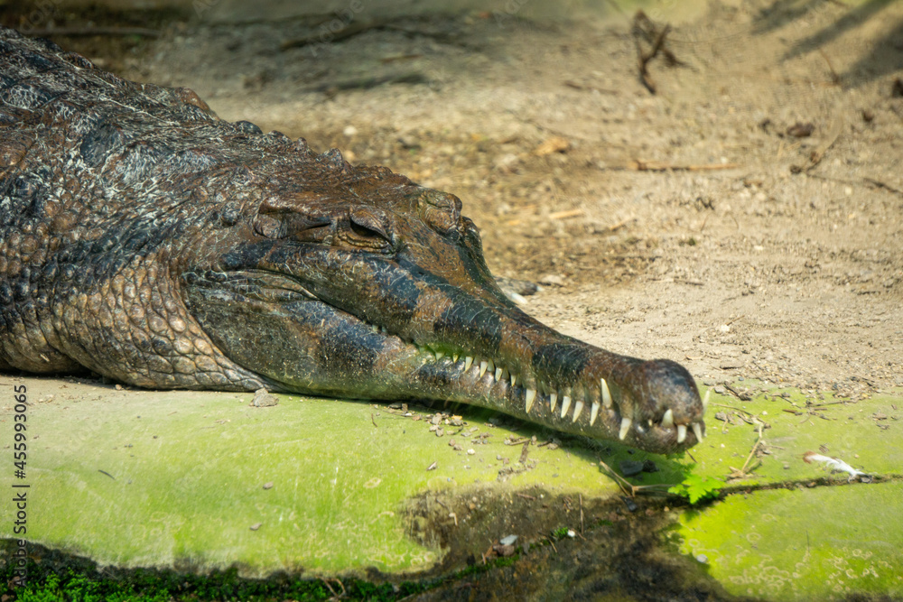 Obraz premium alligator on land