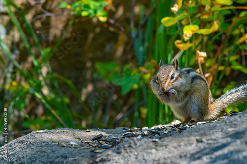 close-up  a view of the face of a chipmunk with large cheeks  sitting on a stone in the forest and eating sunflower seeds among the husks on the background of green grass