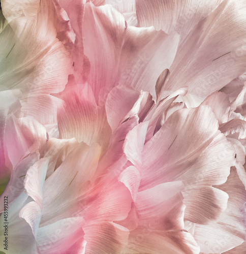 Light pink   tulips. Flowers and petals on a white background. Floral background. Closeup. Nature.  © nadezhda F