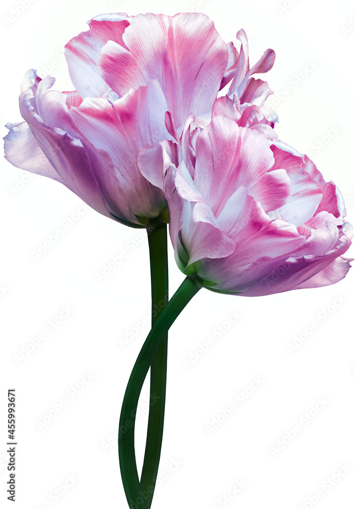 Pink tulips. Flowers on white isolated background with clipping path. Closeup. Buds of a tulips on a green stalk. Nature.
Pink tulips. Flowers on white isolated background with clipping path. Closeup. Buds of a tulips on a green stalk. Nature.
