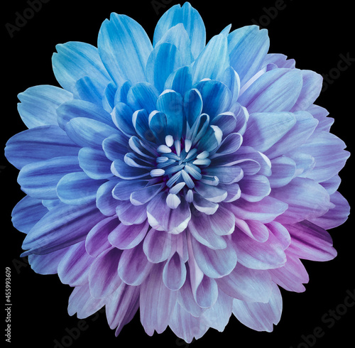 flower blue-purple chrysanthemum . Flower isolated on the black background. No shadows with clipping path. Close-up. Nature.