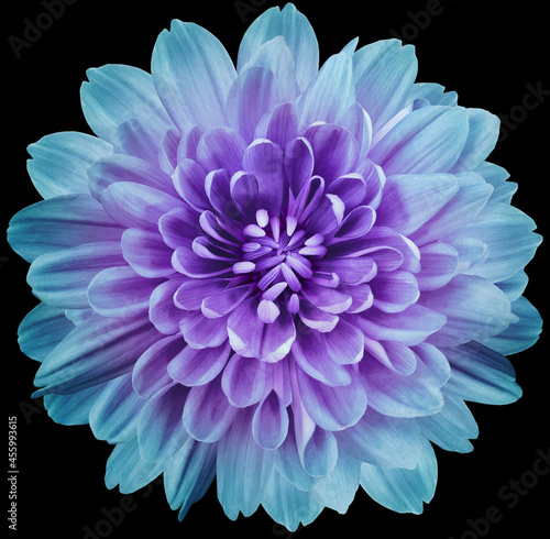 flower turquoise chrysanthemum . Flower isolated on the black background. No shadows with clipping path. Close-up. Nature.