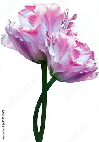 Pink tulips. Flowers on white isolated background with clipping path. Closeup.  Buds of a tulips on a green stalk. Nature.  