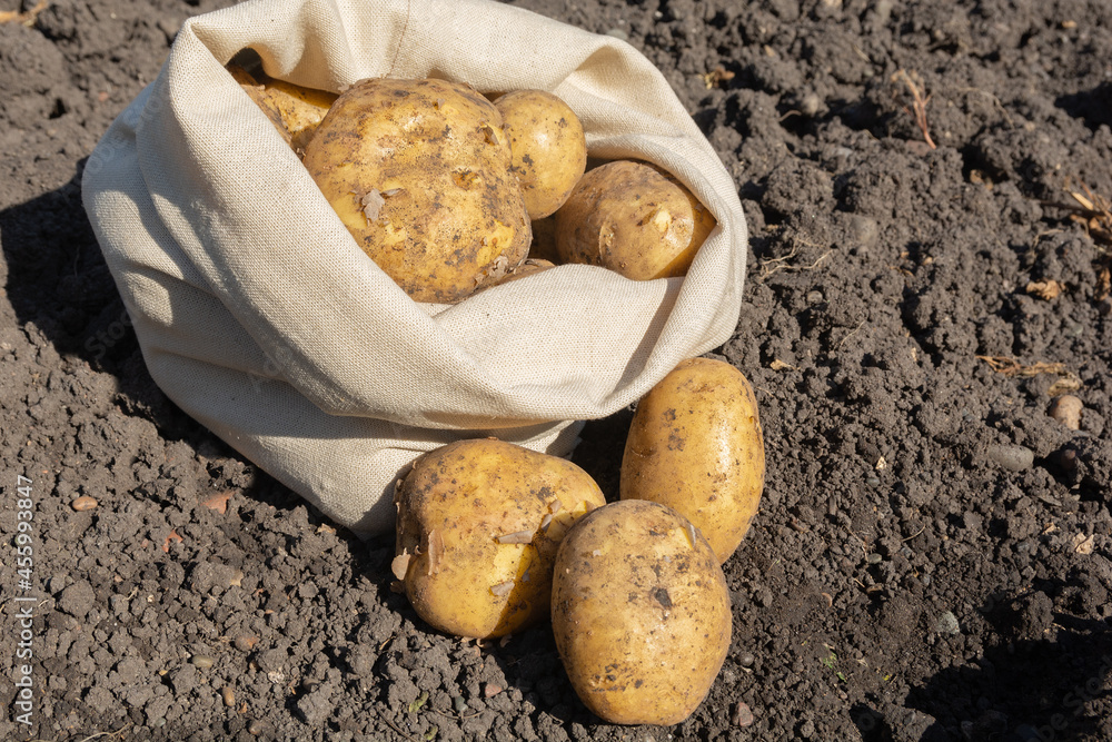 Fresh white potatoes in a bag are in the field Fresh white potatoes in a bag are in the field