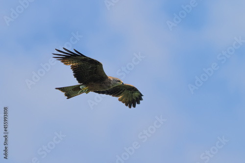 Schwarzmilan fliegt am Himmel mit einer Coronamaske in den Krallen © Kay