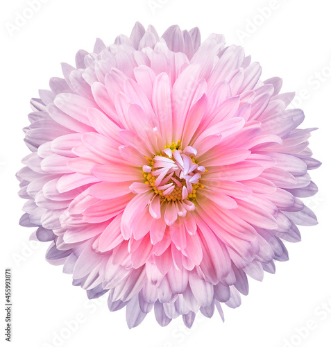 Pink chrysanthemum flower  on white isolated background. Closeup. For design. Nature.