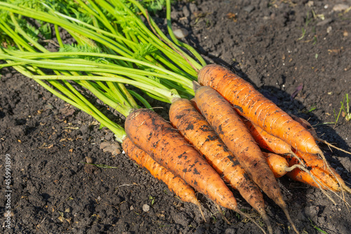 A bunch of fresh carrots is lying on the soil. Harvesting vegetables