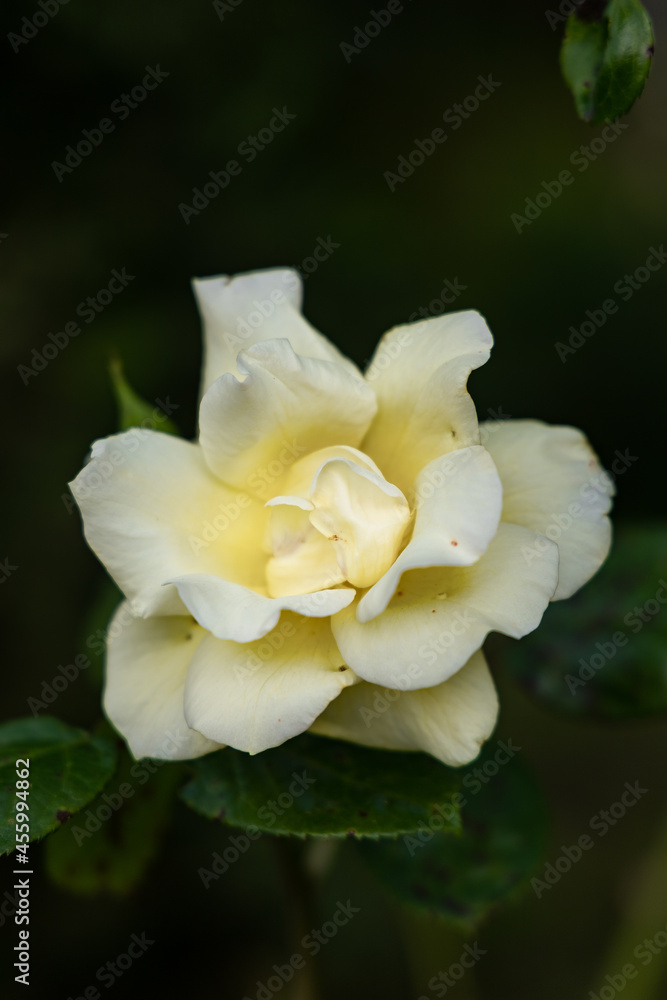 Close-up of a yellow rose