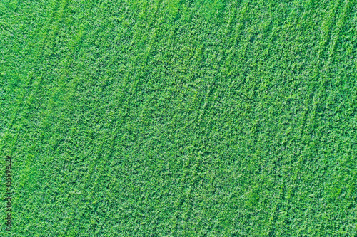 Bright green background, field covered with thick grass shooting from a drone.