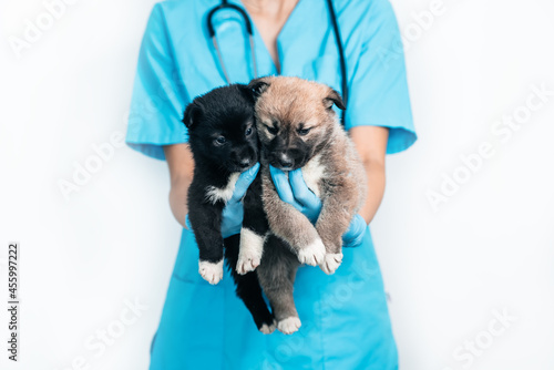 Two little puppies in the arms of the vet doctor in the clinic. examination and vaccination of the pet. mongrel dog