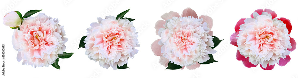Watercolor set light red peonies flowers on white isolated background. Closeup. For design. Nature. Watercolor set light red peonies flowers on white isolated background. Closeup. For design. Nature.