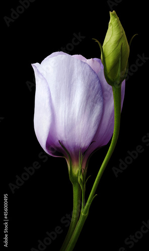 Purple rose flower  on black  isolated background with clipping path. Closeup. For design. Nature.