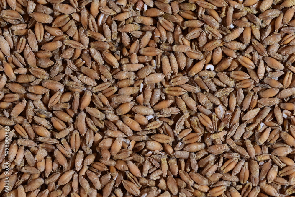 Grains of various cereals in close-up and magnification. Cereal. Grains of various cereals in close-up and magnification. Cereal.