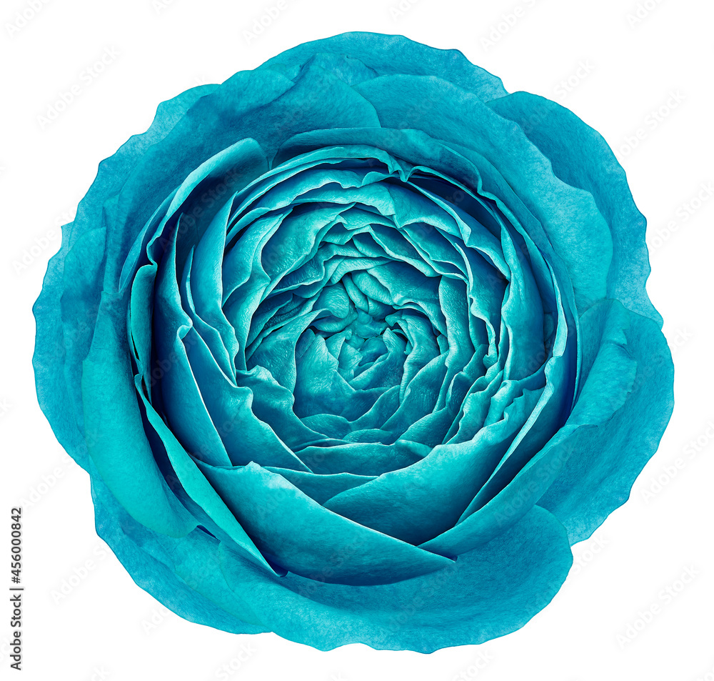 Obraz premium Turquoise rose flower on white isolated background with clipping path. Closeup. For design. Nature.