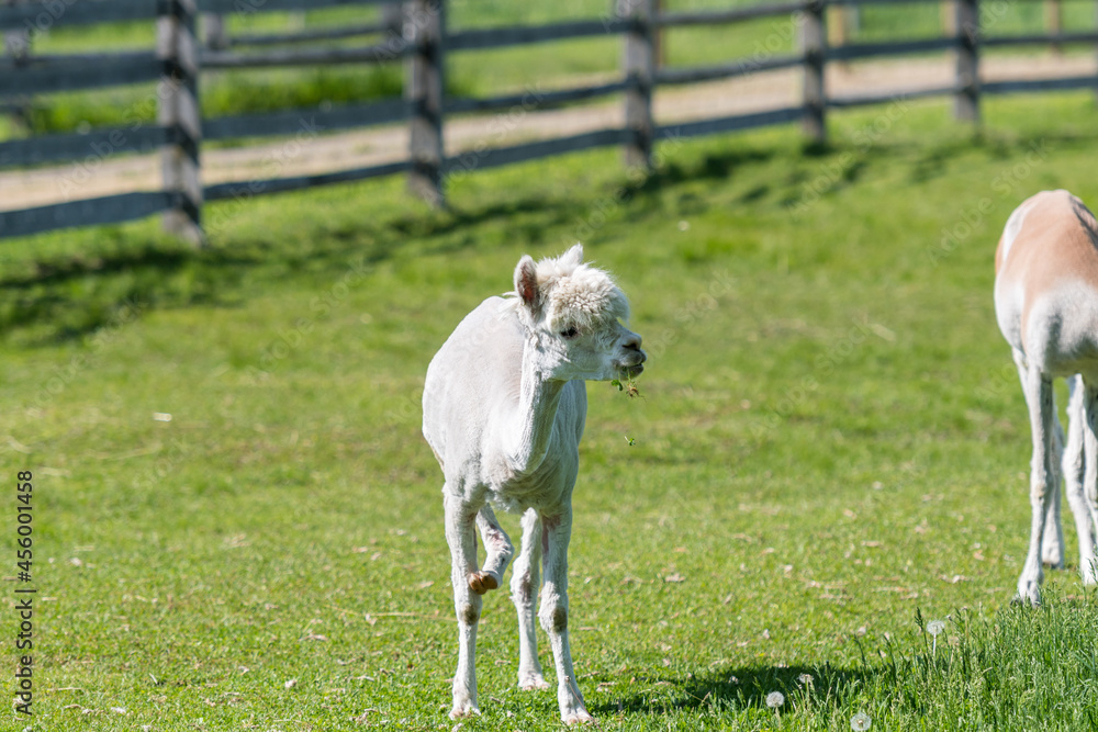 Obraz premium 毛刈り後のアルパカ 北海道の牧場