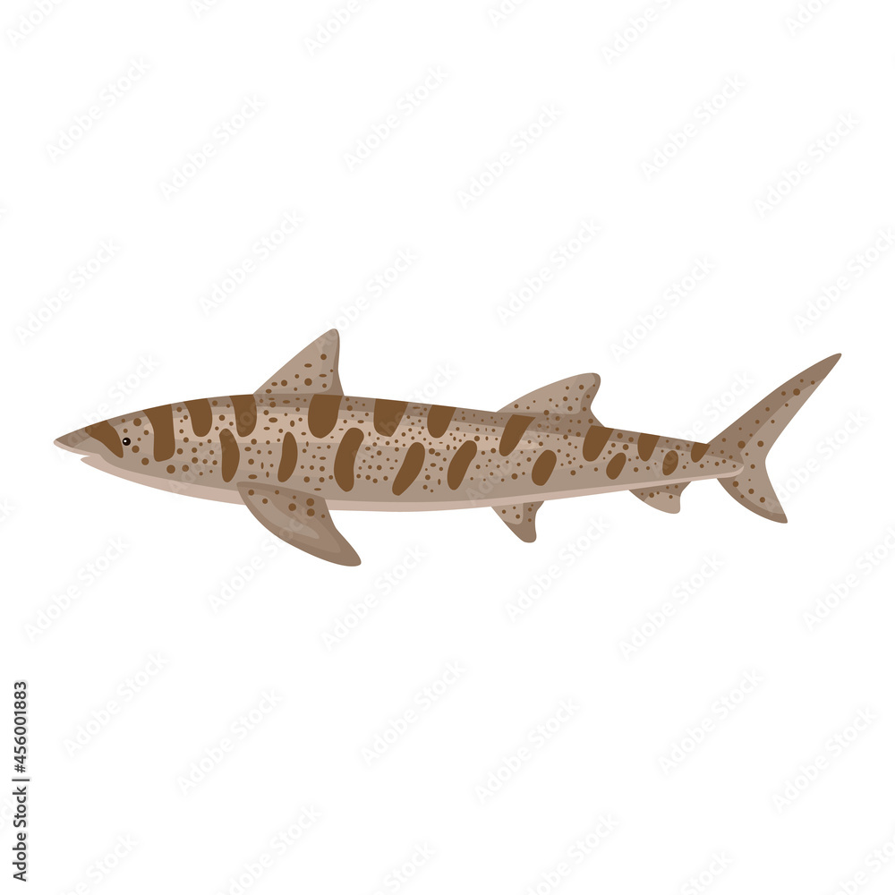 Leopard shark isolated on white background. Cartoon character of ocean for children. Leopard shark isolated on white background. Cartoon character of ocean for children.