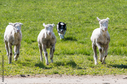 Fototapeta Naklejka Na Ścianę i Meble -  羊を追う牧羊犬