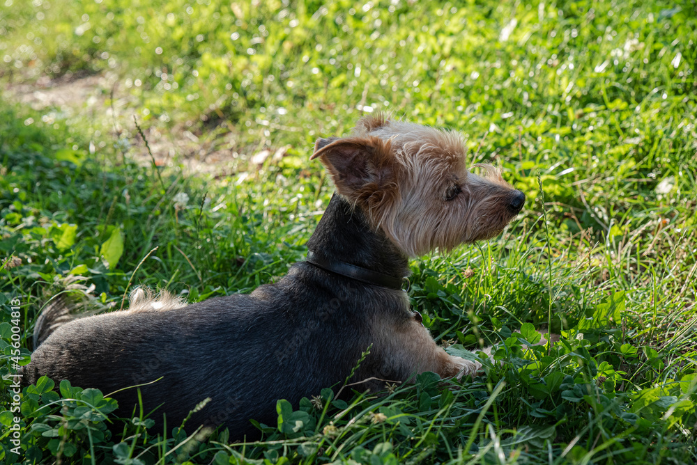 yorkshire terrier on the grass - obrazy, fototapety, plakaty 