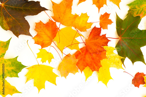 A scattering of multi-colored maple leaves on a white background. Yakriye green, yellow, red colors of the leaves. Large and small leaves. 