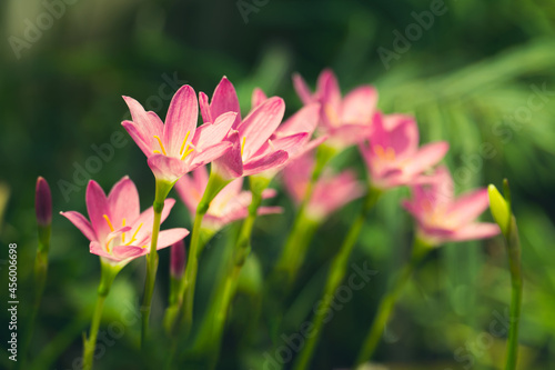 Beautiful pink rain lily flower field or Zephyranthes Grandiflora with sunlight on natural green leaves plants using as spring background, Selective focus. Shallow DOF. copy space for text.
