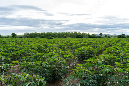 The cassava tree is growing in the countryside