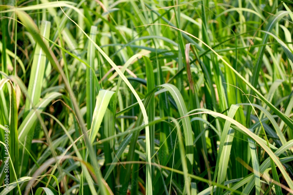 Obraz premium portrait view of young sugar cane plant in farm village in India
