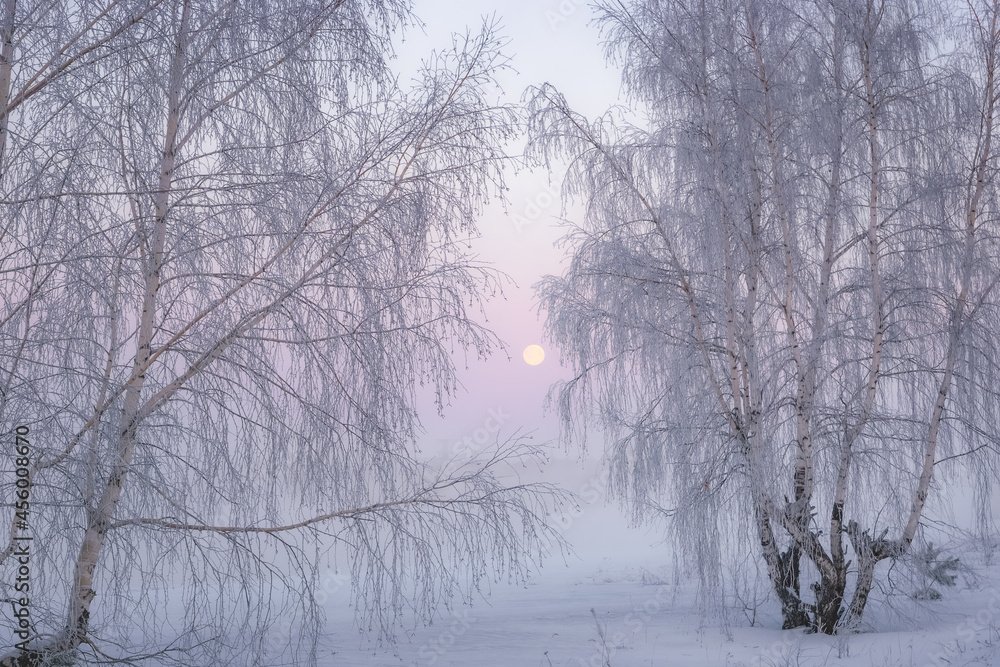 winter landscape with birches and the moon at dawn, Russia, Ural winter landscape with birches and the moon at dawn, Russia, Ural