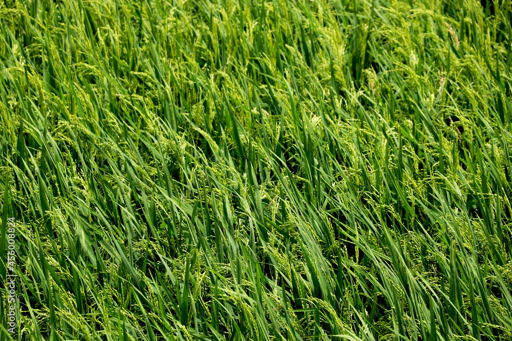 Portrait View of unwanted green grass in garden Portrait View of unwanted green grass in garden