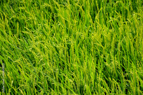 Portrait View of unwanted green grass in garden