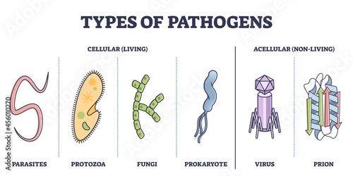 Types of pathogens, cellular, and non living virus organisms outline diagram. Collection with bacteria, parasites, fungi, prion or protozoa elements as risk for human immune system vector illustration photo