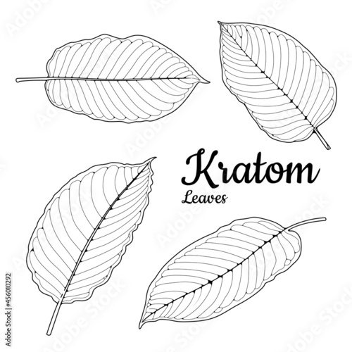 Mitragyna speciosa or kratom leaves sketch illustration vector photo
