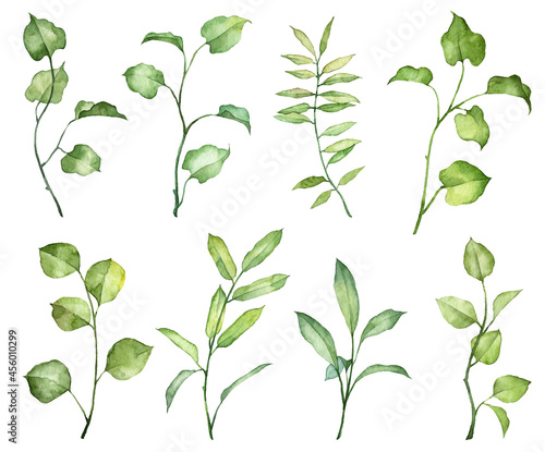 Set of watercolor hand painted green leaves on twigs isolated on white background. Realistic botanical objects. Hand drawn botany plants