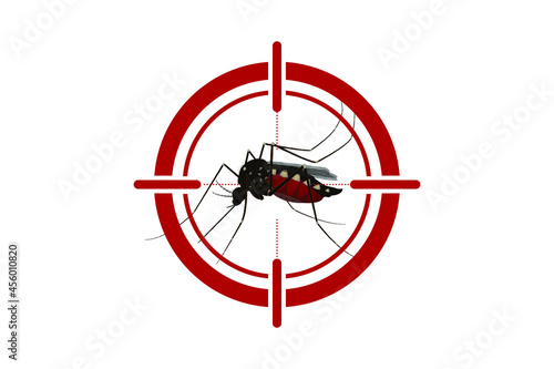 Isolated mosquito white background. Realistic dengue mosquito in vector illustration. Design of graphic source for healthcare of fever that mosquito is transmitter photo