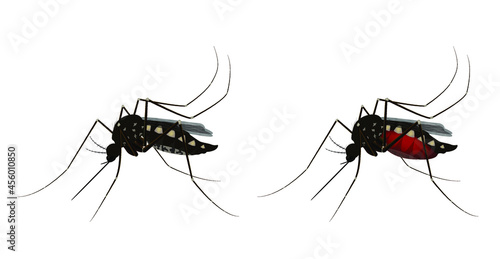 Isolated mosquito white background. Realistic dengue mosquito in vector illustration. Design of graphic source for healthcare of fever that mosquito is transmitter
