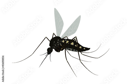 Isolated mosquito white background. Realistic dengue mosquito in vector illustration. Design of graphic source for healthcare of fever that mosquito is transmitter