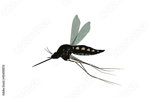 Isolated mosquito white background. Realistic dengue mosquito in vector illustration. Design of graphic source for healthcare of fever that mosquito is transmitter