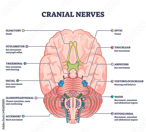 Cranial nerves pairs with anatomical sensory functions in outline diagram. Labeled educational collection with neurology brain system and how nerve relay information to human body vector illustration. photo