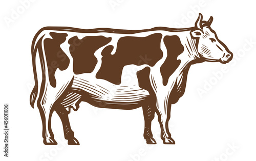 Dairy cow. Farm animal sketch. Vintage vector illustration