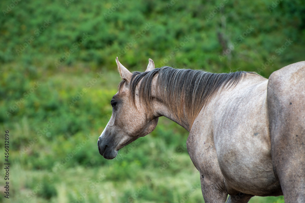 Fototapeta premium portrait of a horse
