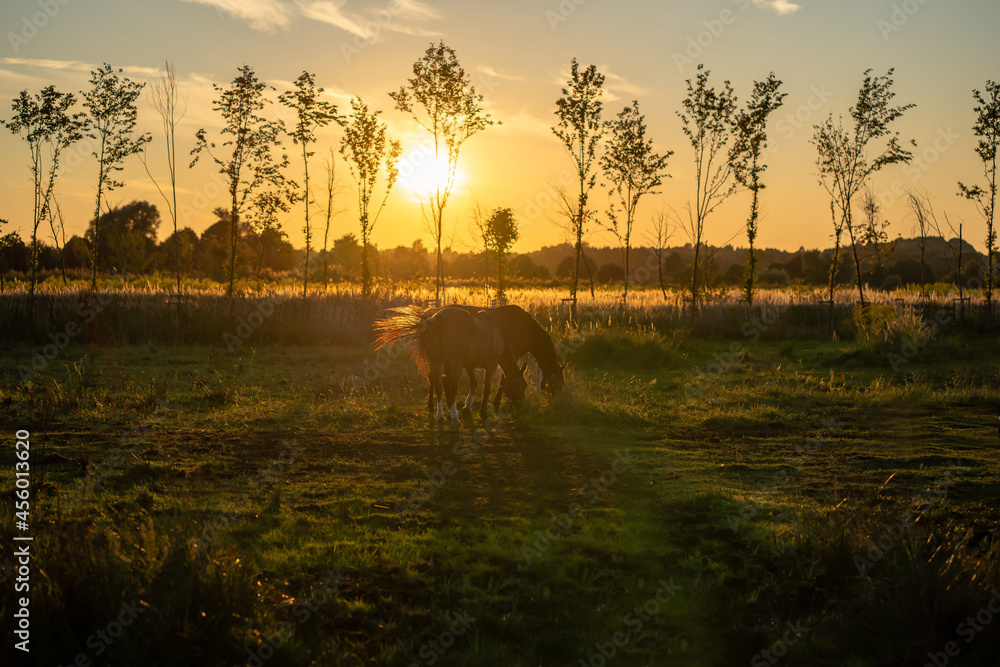 horses-pasture-sunset
