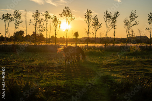Obraz na płótnie horses-pasture-sunset w salonie