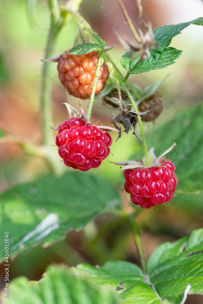 sweet red raspberry on the leaves, Rubus idaeus sweet red raspberry on the leaves, Rubus idaeus