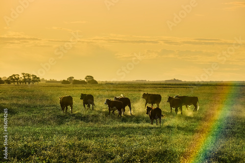 Cattle in Argentine countryside La Pampa Province  Argentina.