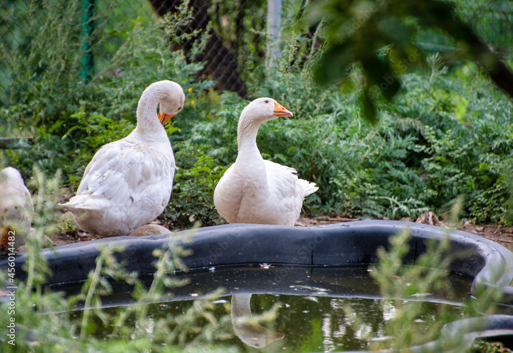 white goose in the park