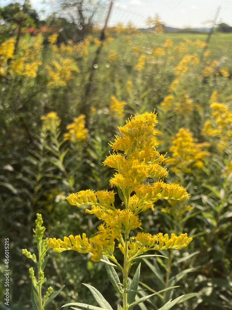 Obraz premium yellow goldenrod wildflowers