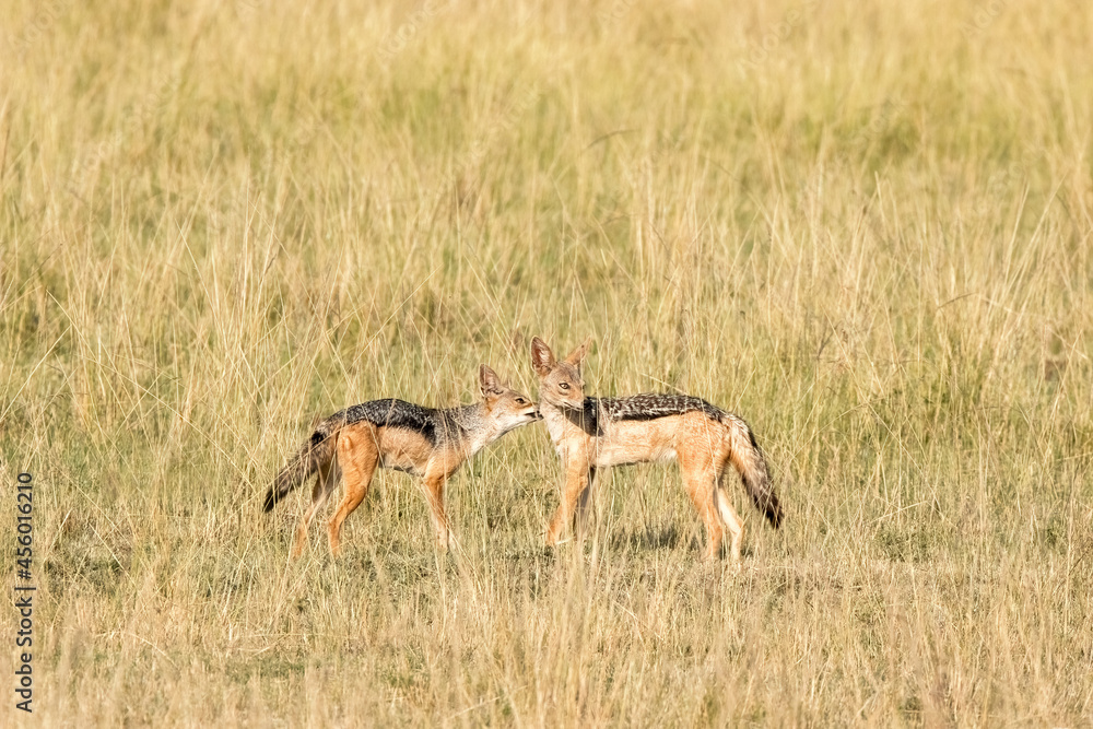 A pair of black-backed jackals in the grasslands of the Masai Mara, Kenya.