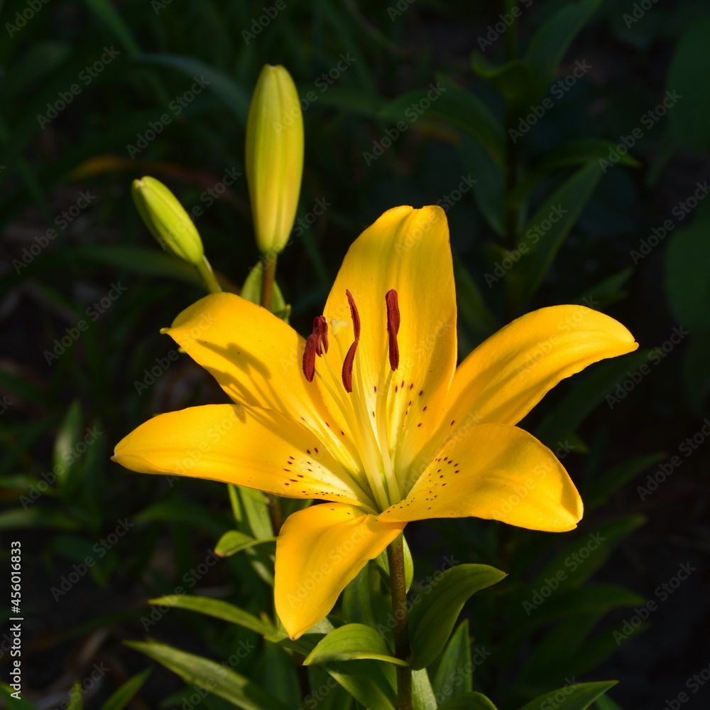 The flower and buds of a yellow lily in the rays of the summer sun.
