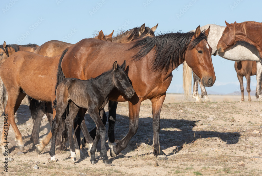 Wild Horses in Spring in the Utah Desert Wild Horses in Spring in the Utah Desert